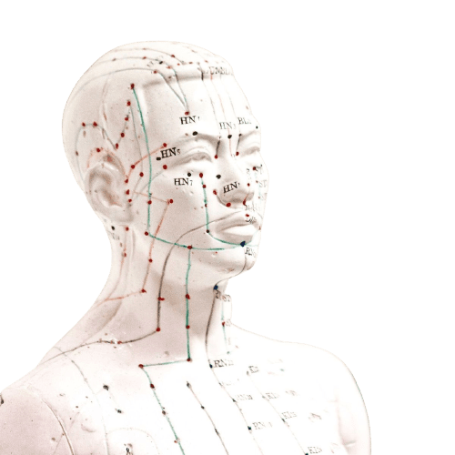 Schéma des méridiens énergétiques de la tête